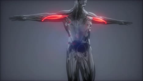 Bíceps---Mapa-De-Anatomía-Muscular-Visible